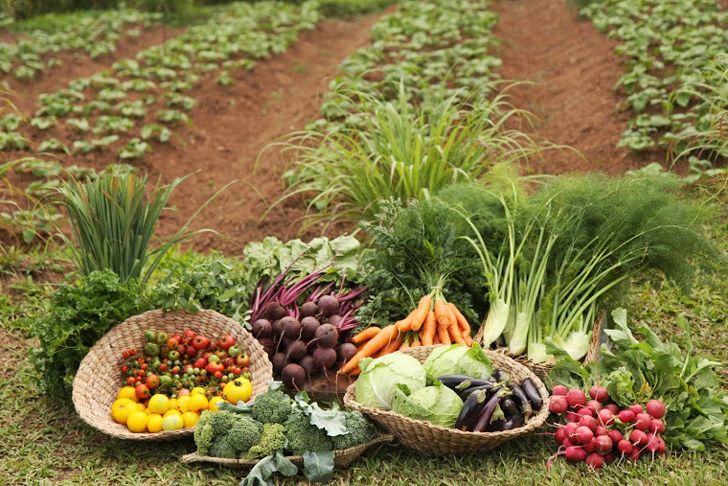 Abundant harvest baskets filled with colourful vegetables laid out on a farm field