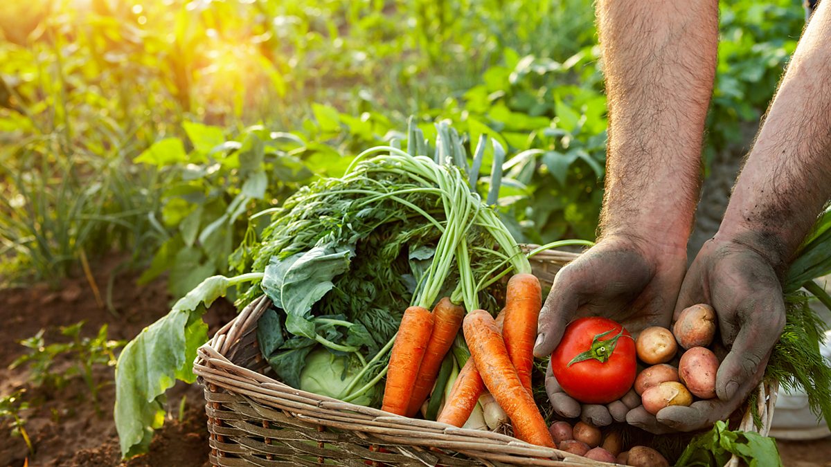 The Muzara'ah model — farming as an act of faith.
