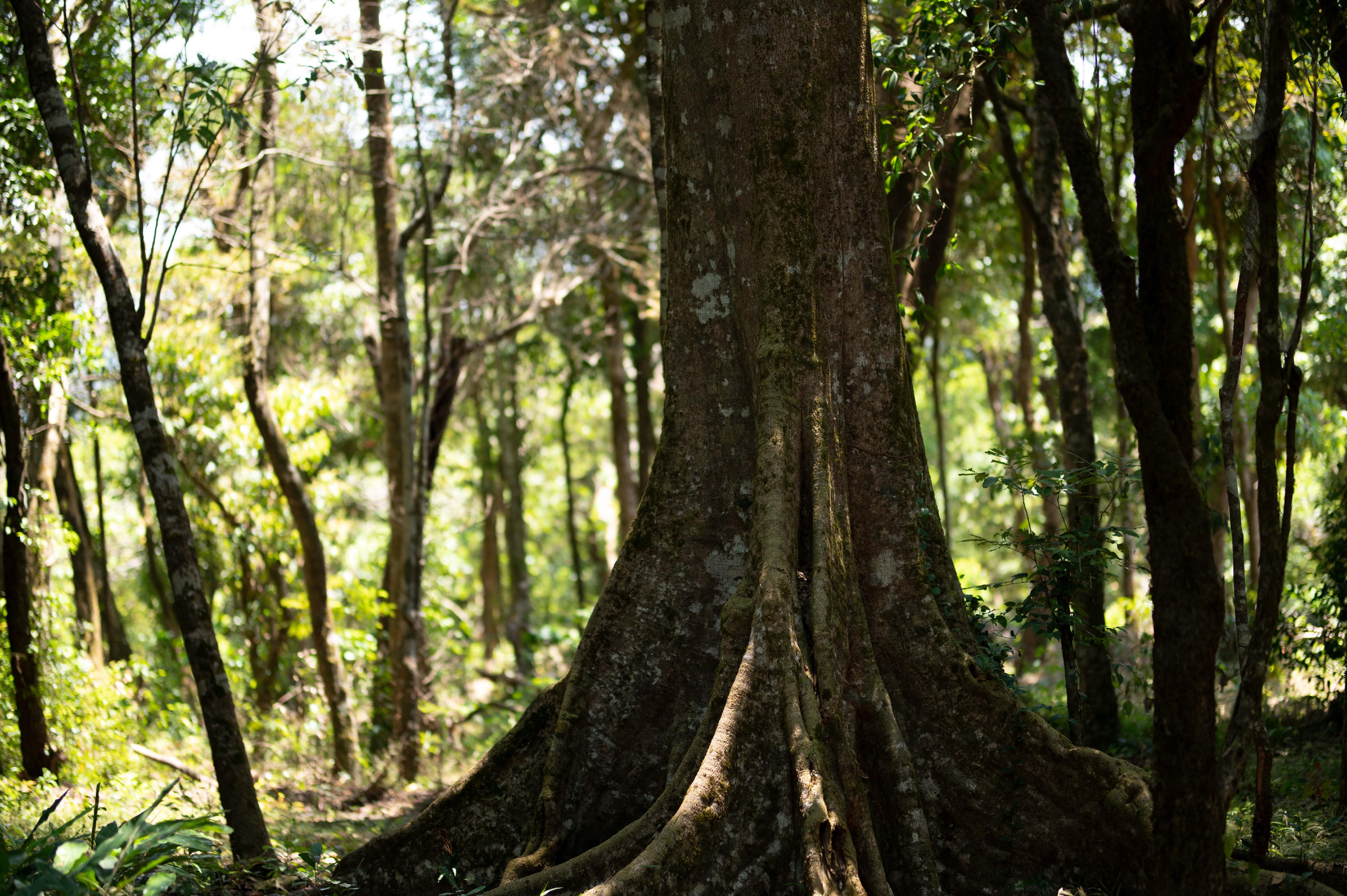 Ancient forest tree roots