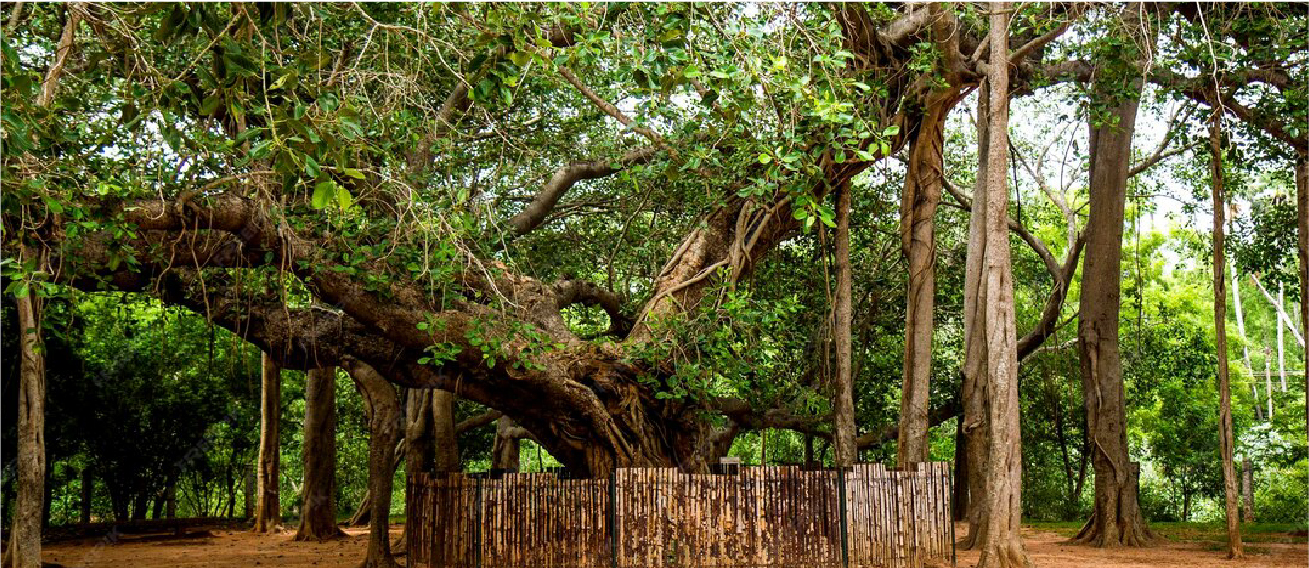 Get Involved | Shape the Vision of Our Eco Village